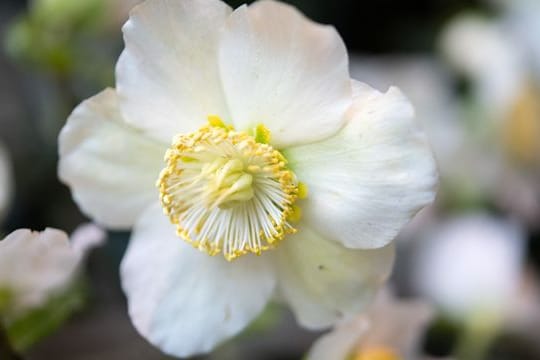 Christrose: Damit sie nicht so leicht von der Schwarzfleckenkrankheit befallen wird, sollte ihr Standort nicht zu feucht sein.