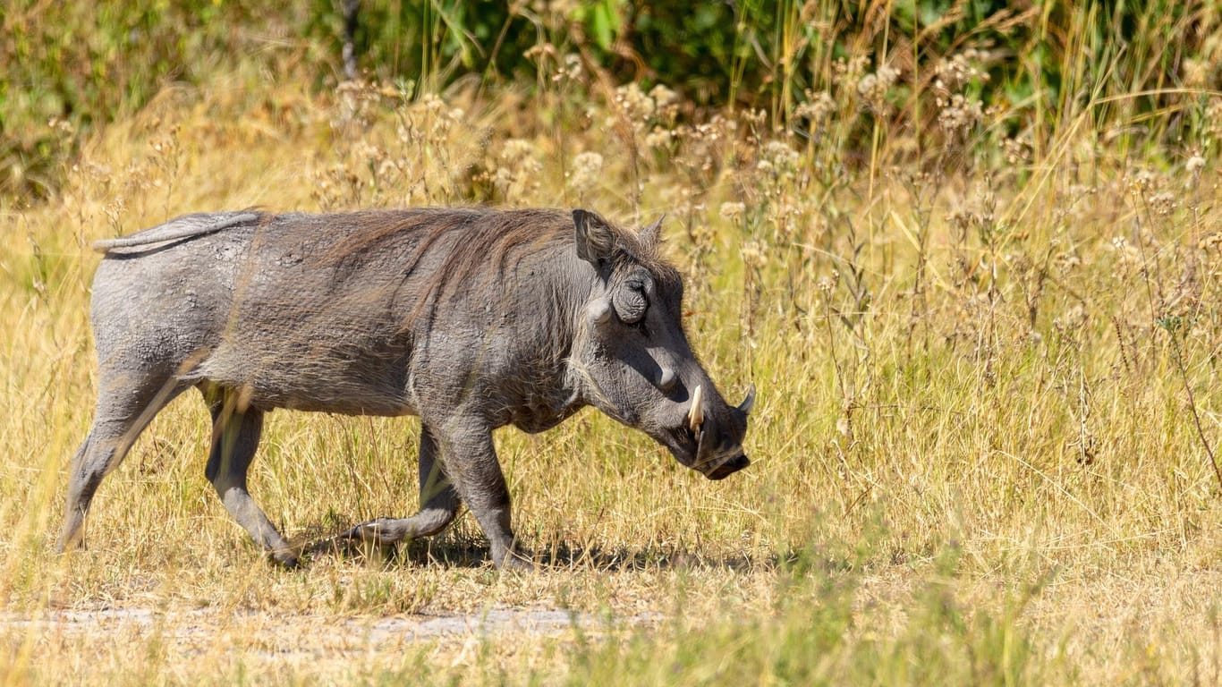 Ein Warzenschwein in einem Naturpark in Botswana. Das 45.000 Jahre alte Abbild eines solchen Tieres ist jetzt in einer Höhle in Indonesien gefunden worden.
