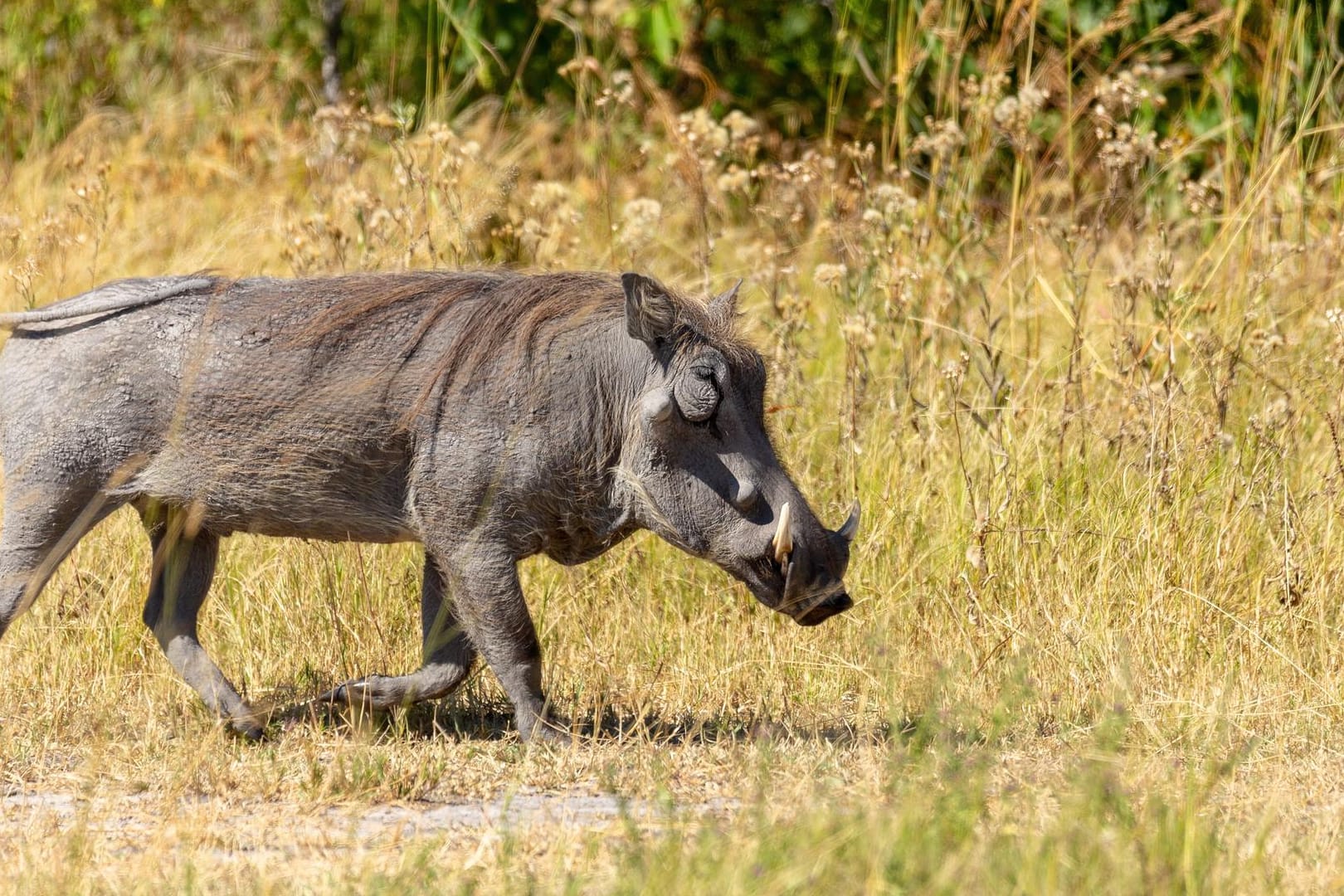 Ein Warzenschwein in einem Naturpark in Botswana. Das 45.000 Jahre alte Abbild eines solchen Tieres ist jetzt in einer Höhle in Indonesien gefunden worden.