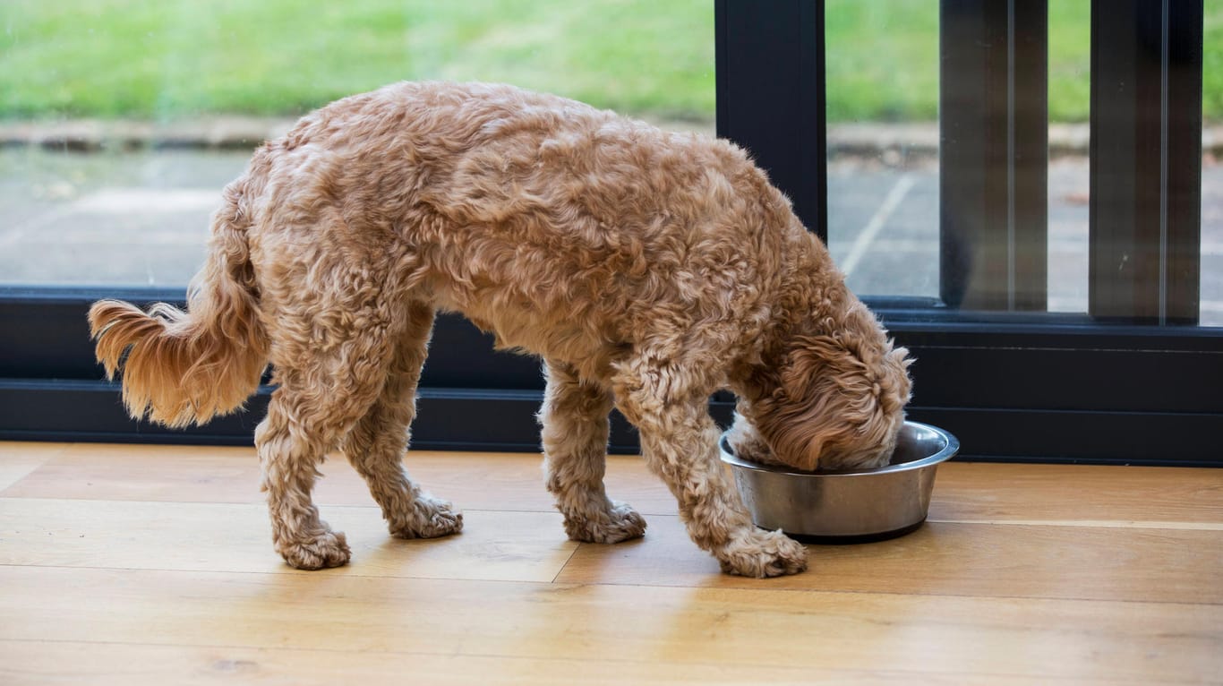 Hund beim Fressen: In den USA starben 70 Hunde, weil in ihrem Futter giftige Schimmelpilze waren (Symbolbild).
