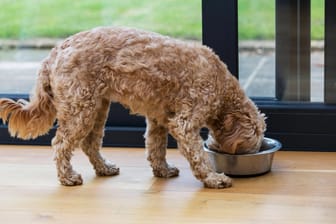 Hund beim Fressen: In den USA starben 70 Hunde, weil in ihrem Futter giftige Schimmelpilze waren (Symbolbild).
