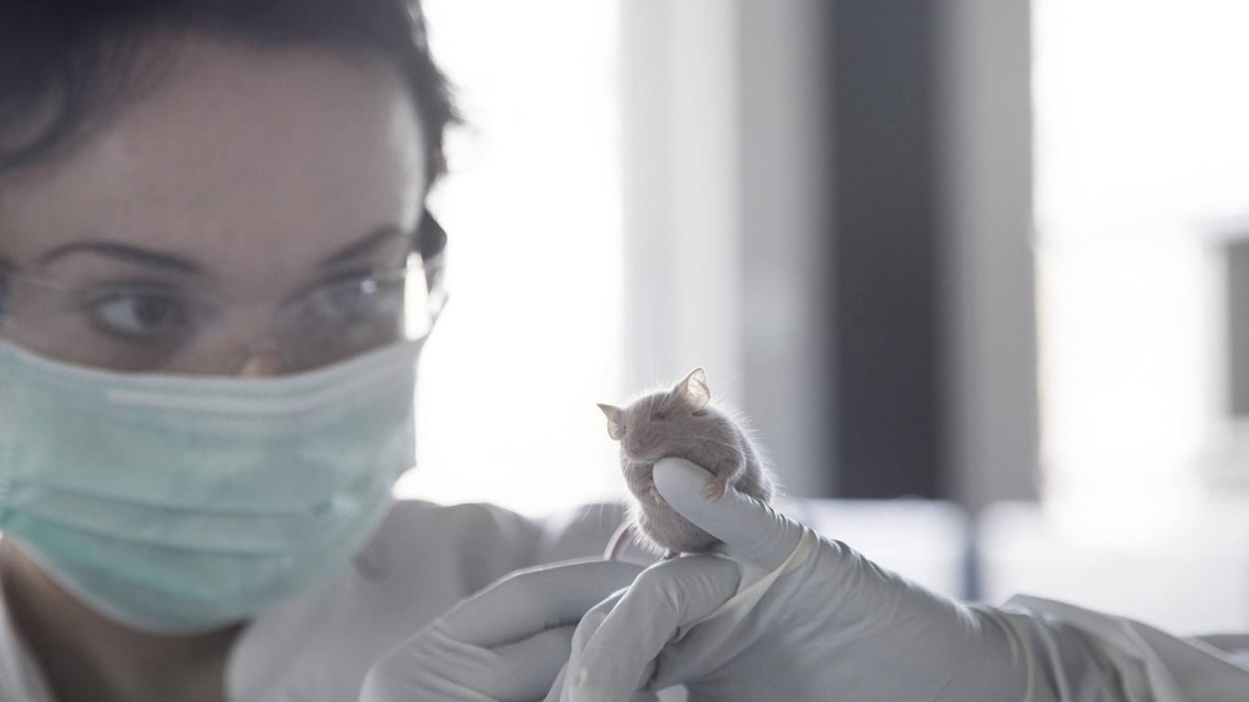 Eine Frau mit Kittel und Maske hält eine Maus in den Händen (Symbolbild): Pro Einwohner werden in Hamburg die meisten Tierversuche vorgenommen.