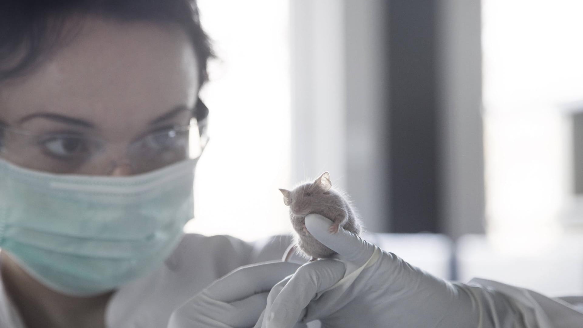 Eine Frau mit Kittel und Maske hält eine Maus in den Händen (Symbolbild): Pro Einwohner werden in Hamburg die meisten Tierversuche vorgenommen. Eine Frau mit Kittel und Maske hält eine Maus in den Händen (Symbolbild): Pro Einwohner werden in Hamburg die meisten Tierversuche vorgenommen.