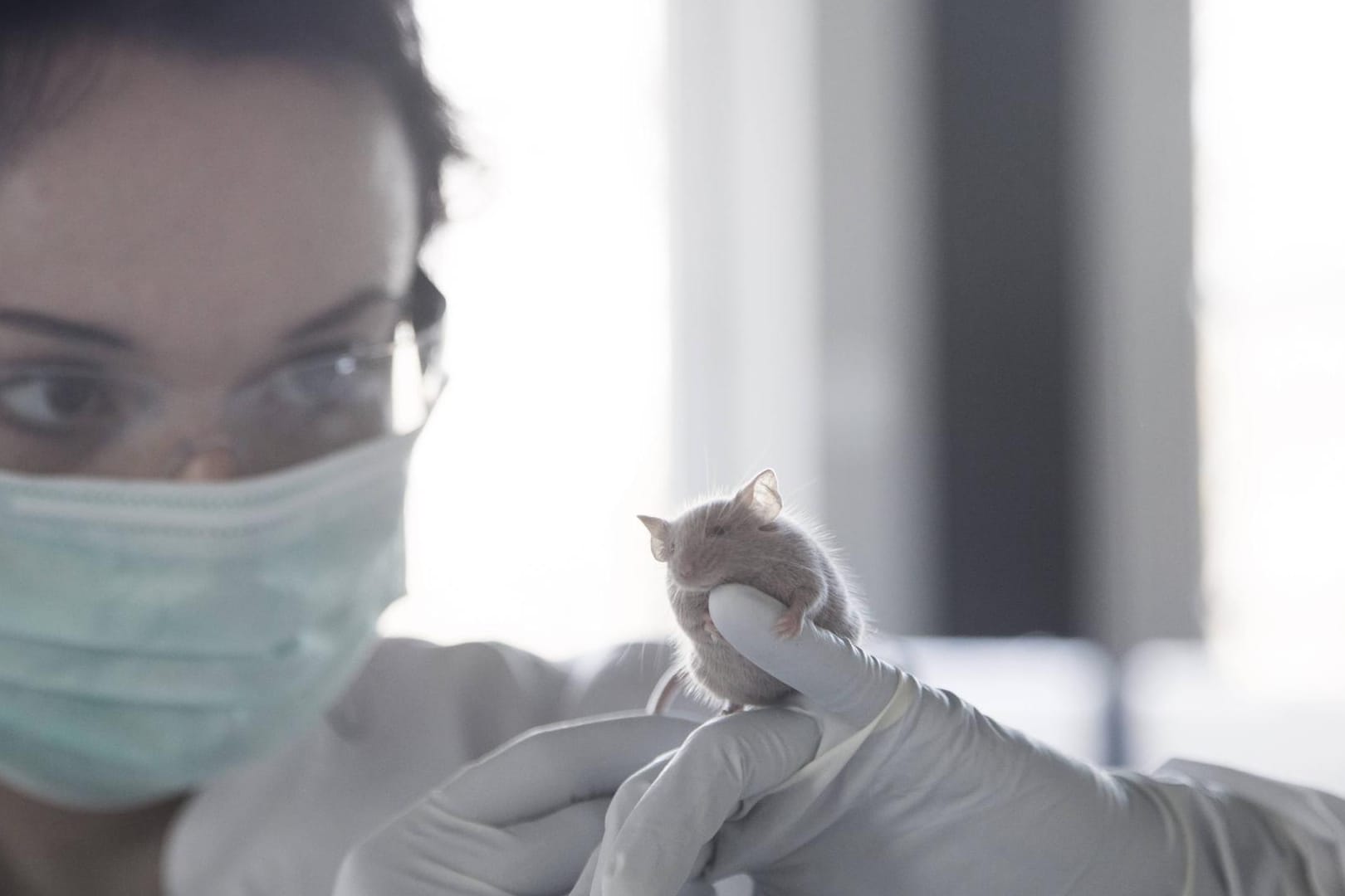Eine Frau mit Kittel und Maske hält eine Maus in den Händen (Symbolbild): Pro Einwohner werden in Hamburg die meisten Tierversuche vorgenommen.