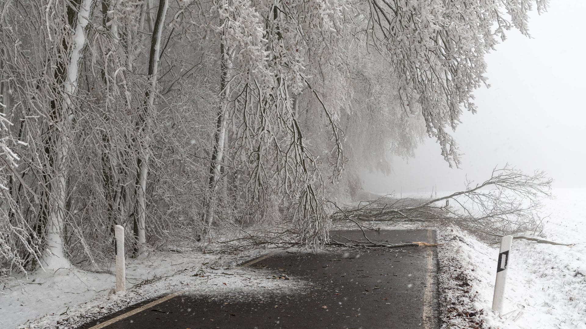 Schneebruch an einer Landstraße in der Nähe von Geringswalde in Mittelsachsen (Archivbild). In Baden-Württemberg ist eine Frau von einem umstürzendem Baum getroffen worden und starb später.