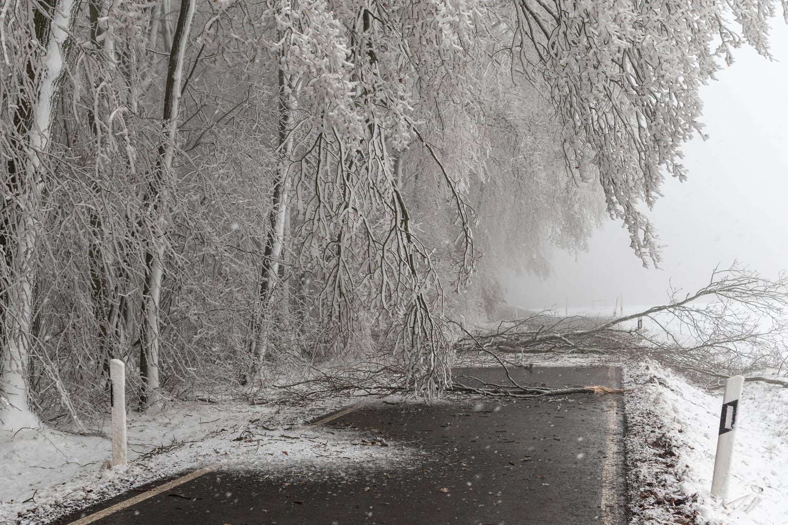 Schneebruch an einer Landstraße in der Nähe von Geringswalde in Mittelsachsen (Archivbild). In Baden-Württemberg ist eine Frau von einem umstürzendem Baum getroffen worden und starb später.