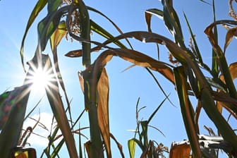 Landkreis Oberhavel in Brandenburg im August 2020: Feld mit vertrockneten Maispflanzen.