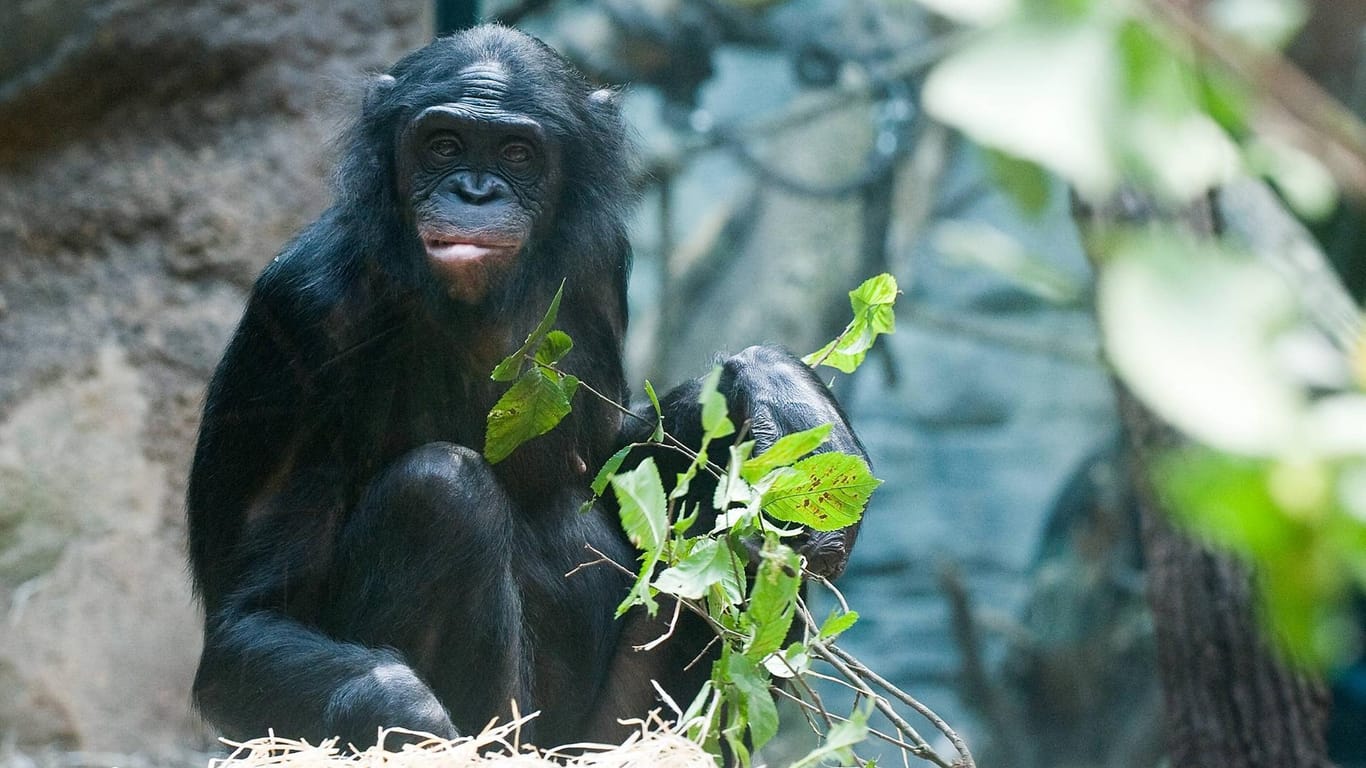 Ein Bonobo: Bonobo-Affen im Wuppertaler Zoo haben einen Artgenossen schwer verletzt – er musste eingeschläfert werden.