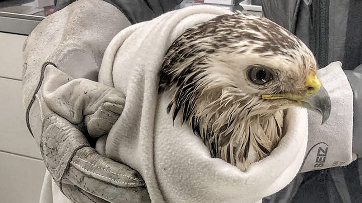 Ein Bussard ist in eine Decke gehüllt: Zuvor wurde der Vogel aus der Erft gerettet. Ein Bussard ist in eine Decke gehüllt: Zuvor wurde der Vogel aus der Erft gerettet.