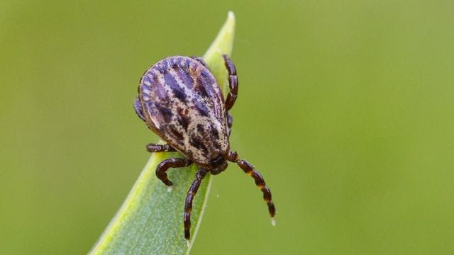 Zeckenzeit im Winter: Die Auwaldzecke breitet sich in Deutschland immer mehr aus – auch bei niedrigen Temperaturen.