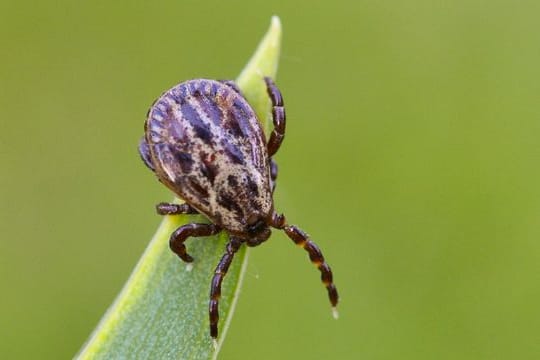 Zeckenzeit im Winter: Die Auwaldzecke breitet sich in Deutschland immer mehr aus – auch bei niedrigen Temperaturen.