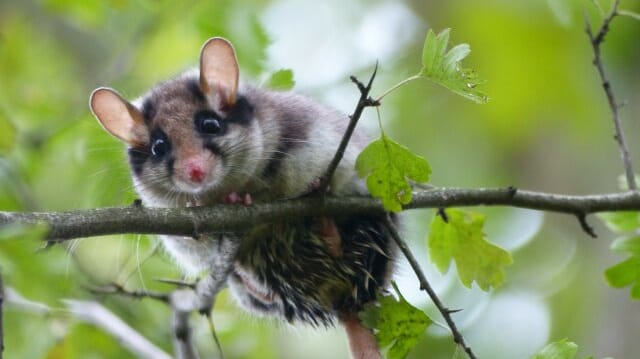 Ein Hamster sitzt auf einem Ast (Symbolbild): In Köln werden die schönsten Naturfotos gesucht.