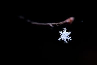 Ein Schneekristall hat sich in einer Spinnwebe an einem Ast verfangen.