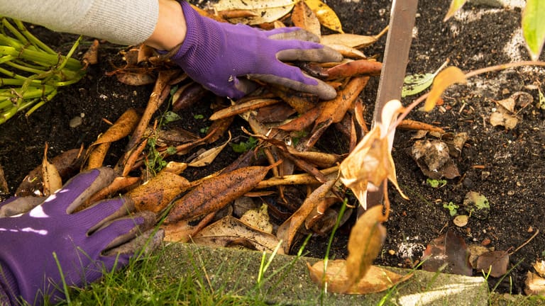 Bodenleben: Eine dicke Mulchschicht fördert die Lebewesen in der Erde, die wichtig für eine lockere Bodenstruktur sind.
