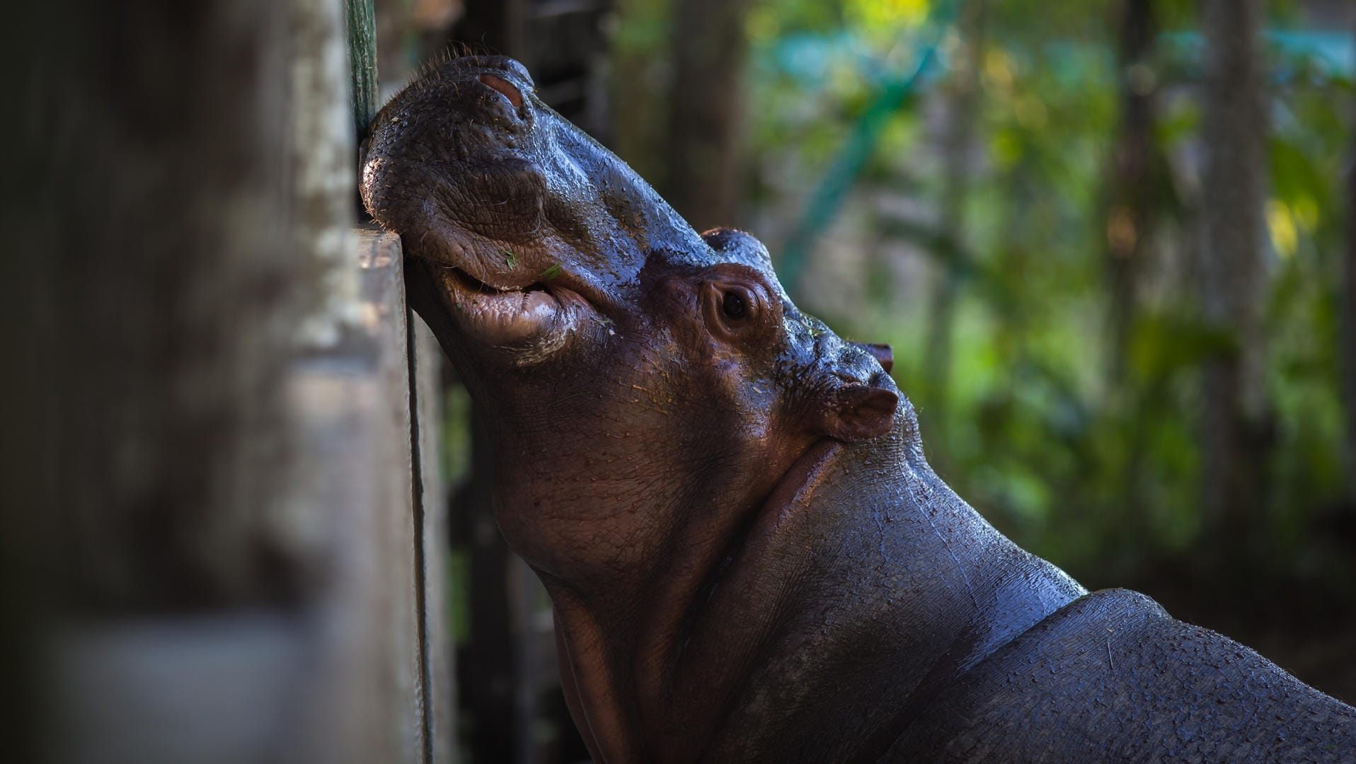 Ein afrikanisches Nilpferd in Kolumbien: Die Tiere breiten sich um das alte Anwesen von Escobar herum aus.