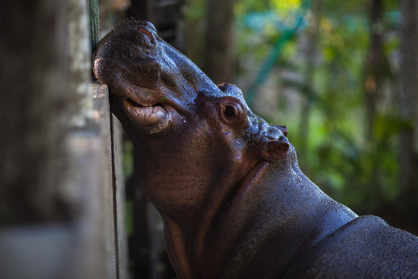 Ein afrikanisches Nilpferd in Kolumbien: Die Tiere breiten sich um das alte Anwesen von Escobar herum aus.