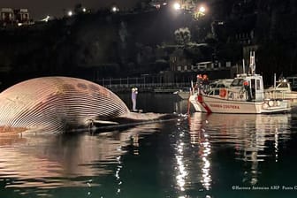 Ein riesiger Walkadaver wird abtransportiert: Der tote Meeressäuger wurde vor der Küste Süditaliens entdeckt