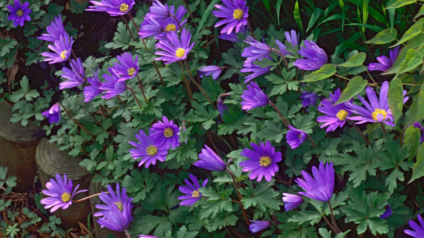 Balkan-Buschwindröschen (Anemone blanda 'Blue Shades'): Es hat eine besonders intensive mittelblaue Blüte.