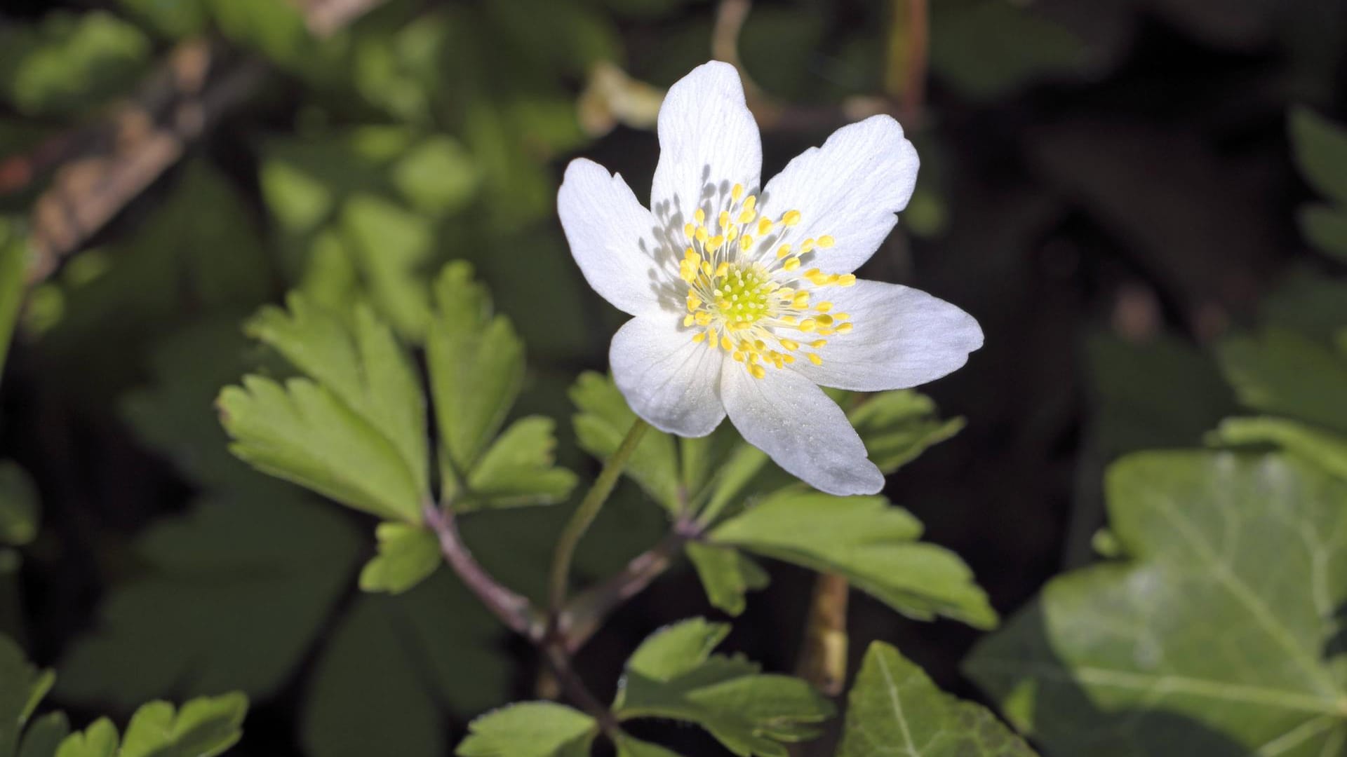 Buschwindröschen (Anemone nemorosa): Es blüht von Februar bis März.