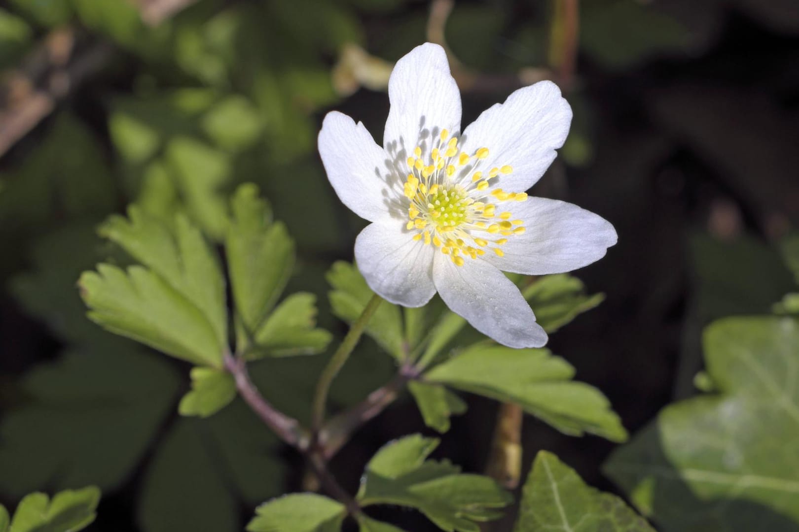 Buschwindröschen (Anemone nemorosa): Es blüht von Februar bis März.