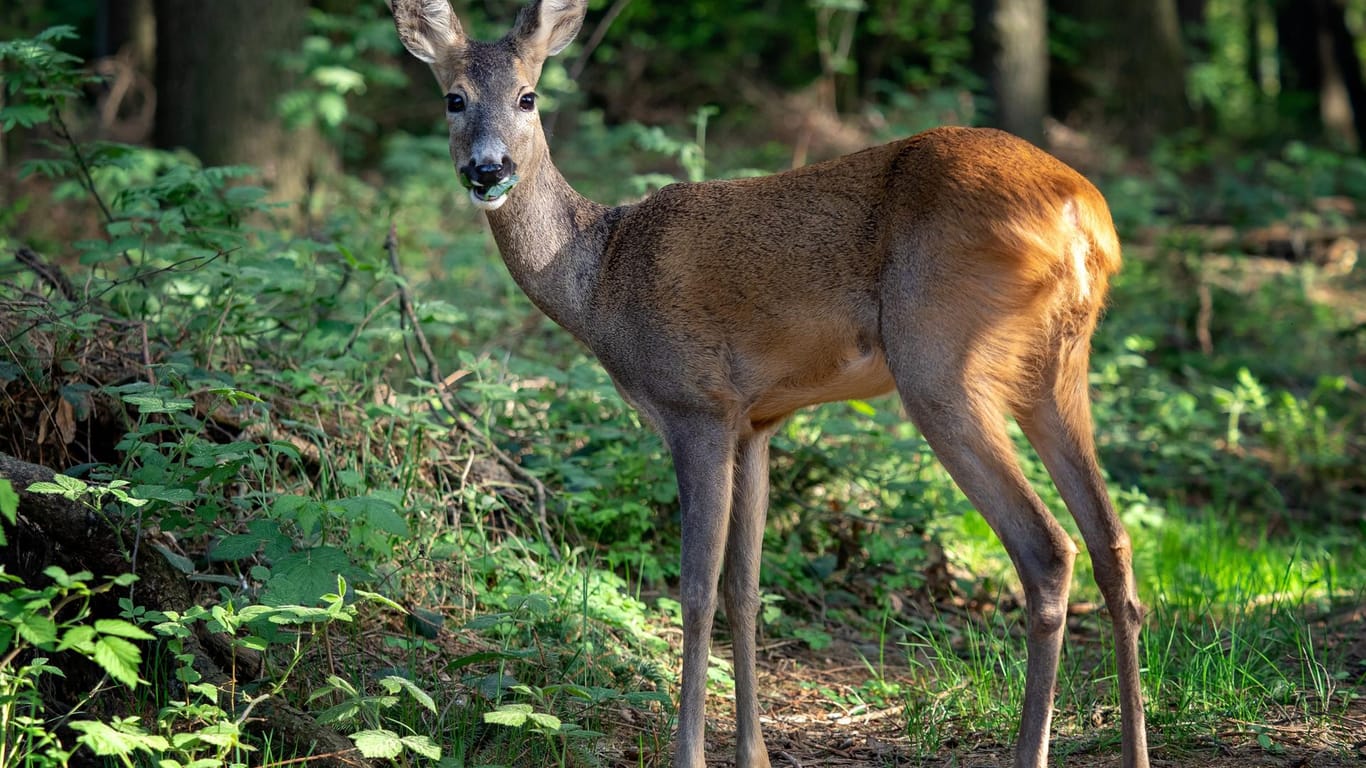 Ein Reh steht in einem Wald (Symbolbild): In Dortmund sind zwei Wildtiere enthauptet worden.