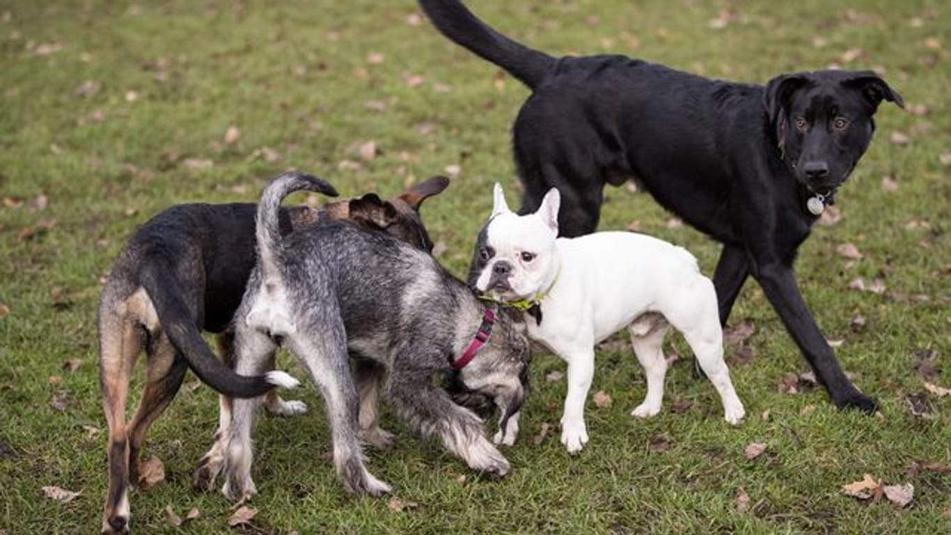 Beliebtes Haustier: In der Corona-Pandemie ist die Nachfrage nach Hunden extrem angestiegen.