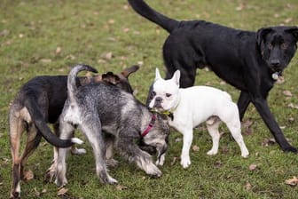Beliebtes Haustier: In der Corona-Pandemie ist die Nachfrage nach Hunden extrem angestiegen.