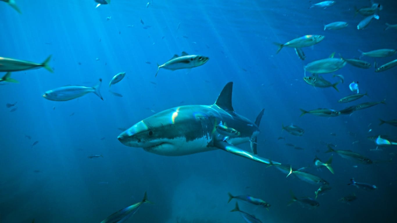 Hai in Australien: Ein Schnorchler ist womöglich von einem Hai getötet worden.