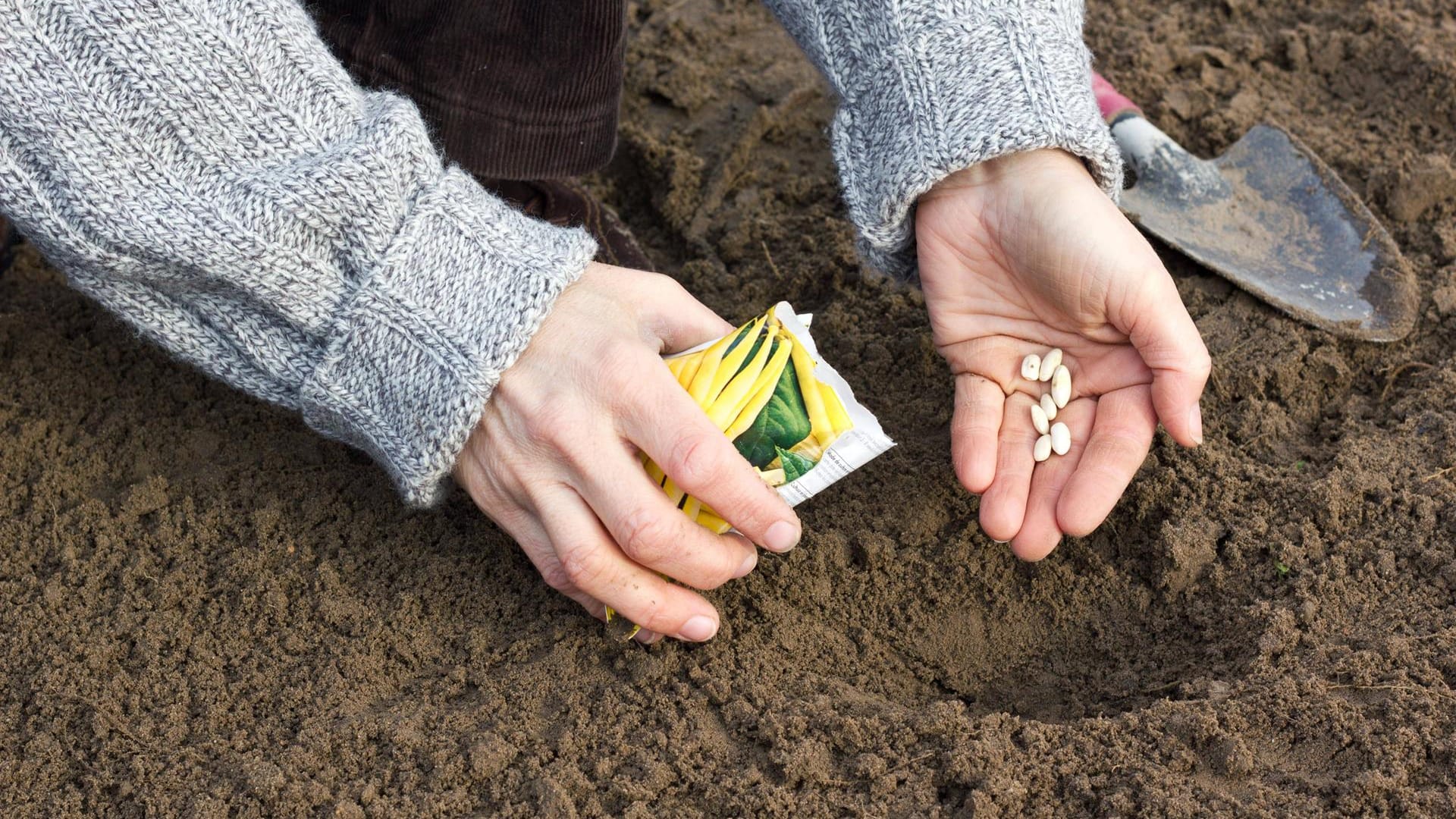 Gemüse säen: Bei Saatgut vom Vorjahr sollten Sie einige Tipps beachten.