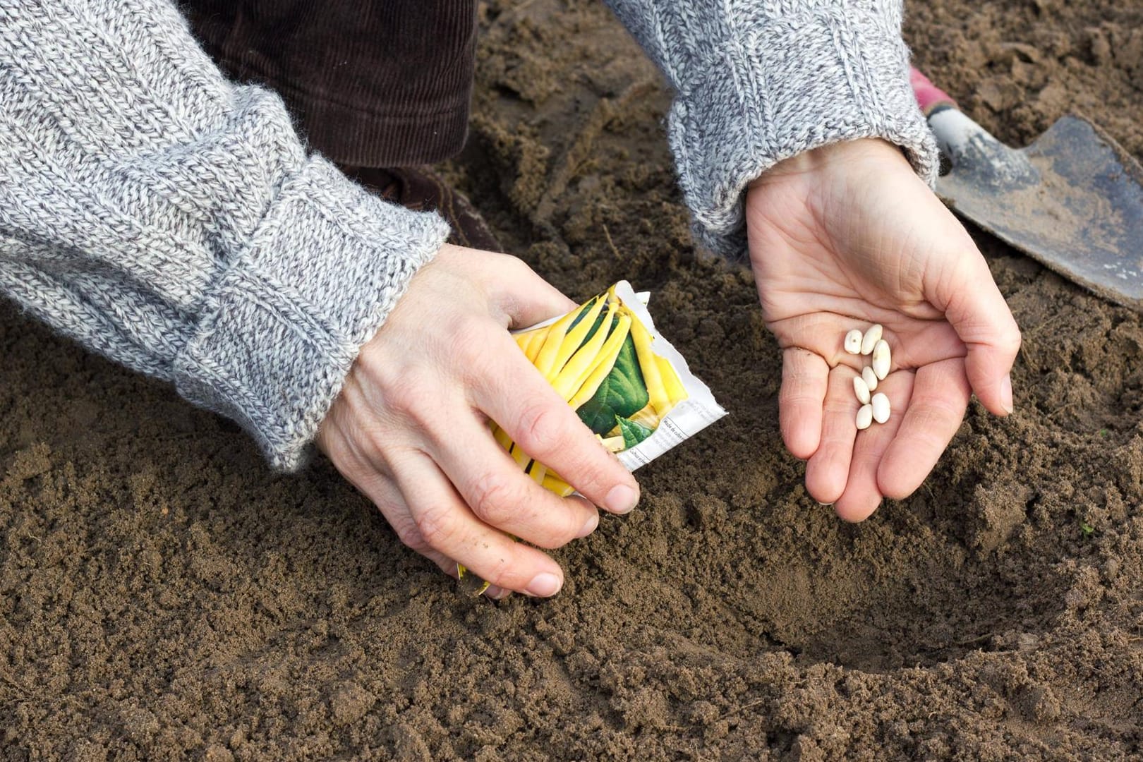 Gemüse säen: Bei Saatgut vom Vorjahr sollten Sie einige Tipps beachten.