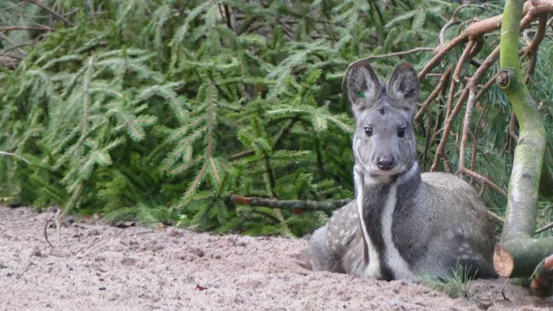 Das Moschustier im Tiergarten Nürnberg: Begehrt und gefährdet. Das Moschustier im Tiergarten Nürnberg: Begehrt und gefährdet.