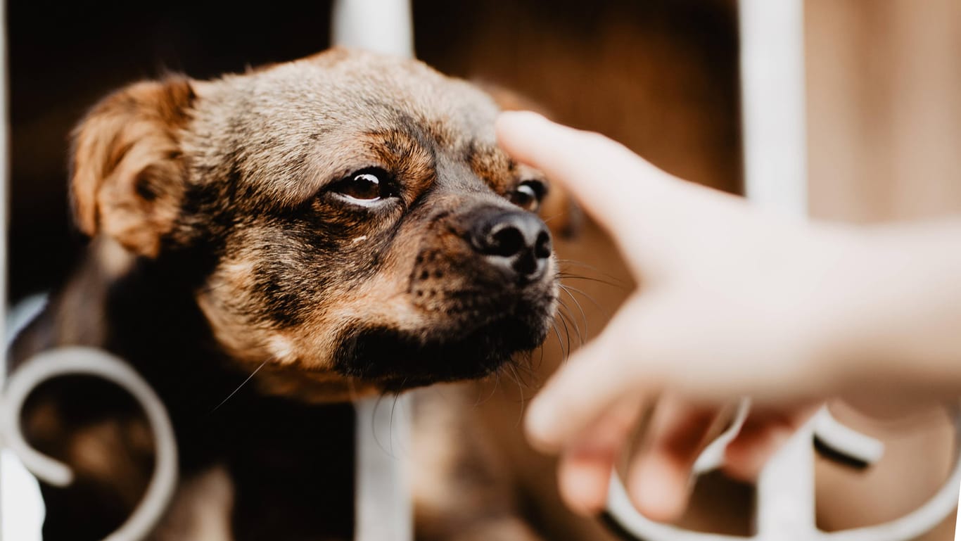 Hund beißt Besitzer: Der Mann wollte helfen, das endete schlecht für ihn. (Symbolbild)