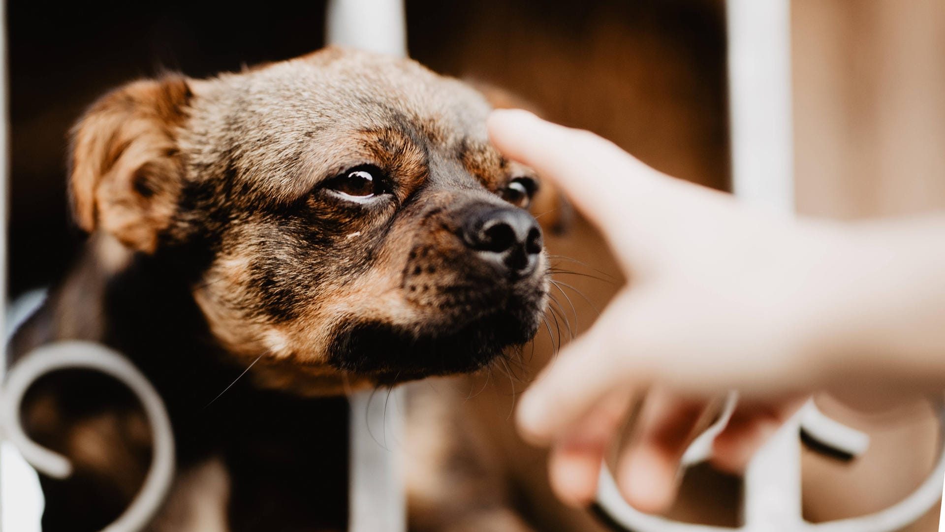 Hund beißt Besitzer: Der Mann wollte helfen, das endete schlecht für ihn. (Symbolbild) Hund beißt Besitzer: Der Mann wollte helfen, das endete schlecht für ihn. (Symbolbild)