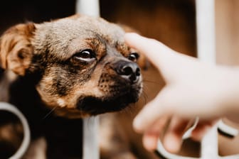 Hund beißt Besitzer: Der Mann wollte helfen, das endete schlecht für ihn. (Symbolbild)