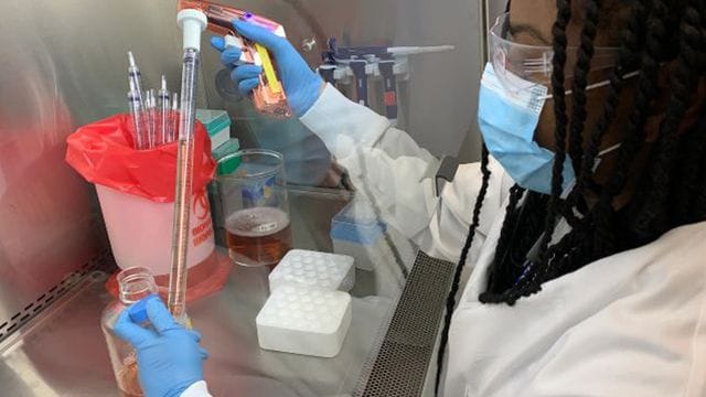 Adrienne Gilkes, Mitarbeiterin der US-Firma Regeneron, pipettiert Zellkulturmedien in einer mikrobiologischen Werkbank im Labor für Infektionskrankheiten.