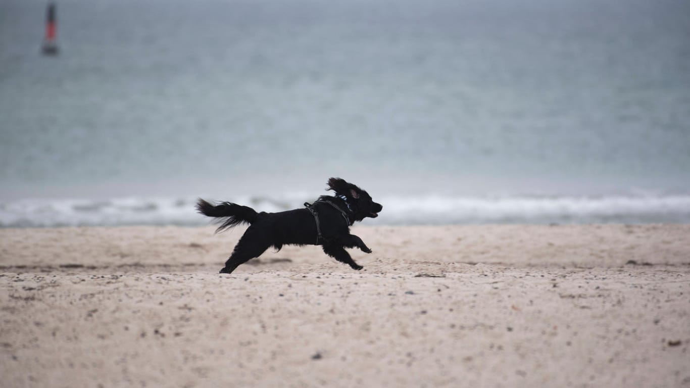 Ein Hund rennt am Ostseestrand (Symbolbild): Eine Berlinerin hat mehrere Tiere mit Pfefferspray verletzt.