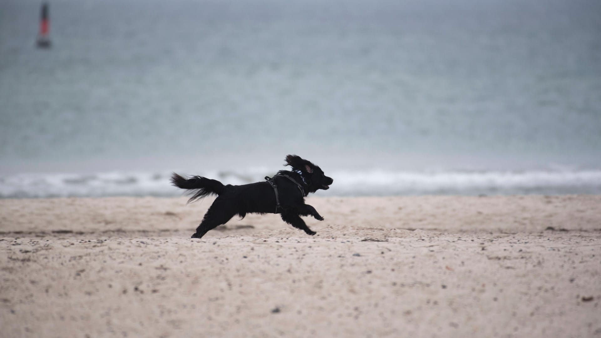 Ein Hund rennt am Ostseestrand (Symbolbild): Eine Berlinerin hat mehrere Tiere mit Pfefferspray verletzt. Ein Hund rennt am Ostseestrand (Symbolbild): Eine Berlinerin hat mehrere Tiere mit Pfefferspray verletzt.