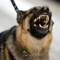 Schäferhund bleckt die Zähne: Das Tier konnte nicht beruhigt werden (Symbolbild).