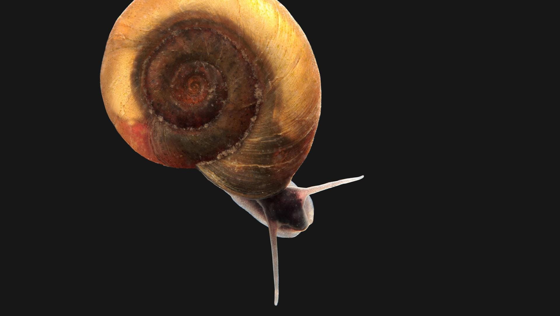 Süßwasserschnecke: Die Schnecke ist weniger als drei Millimeter groß (Symbolbild).