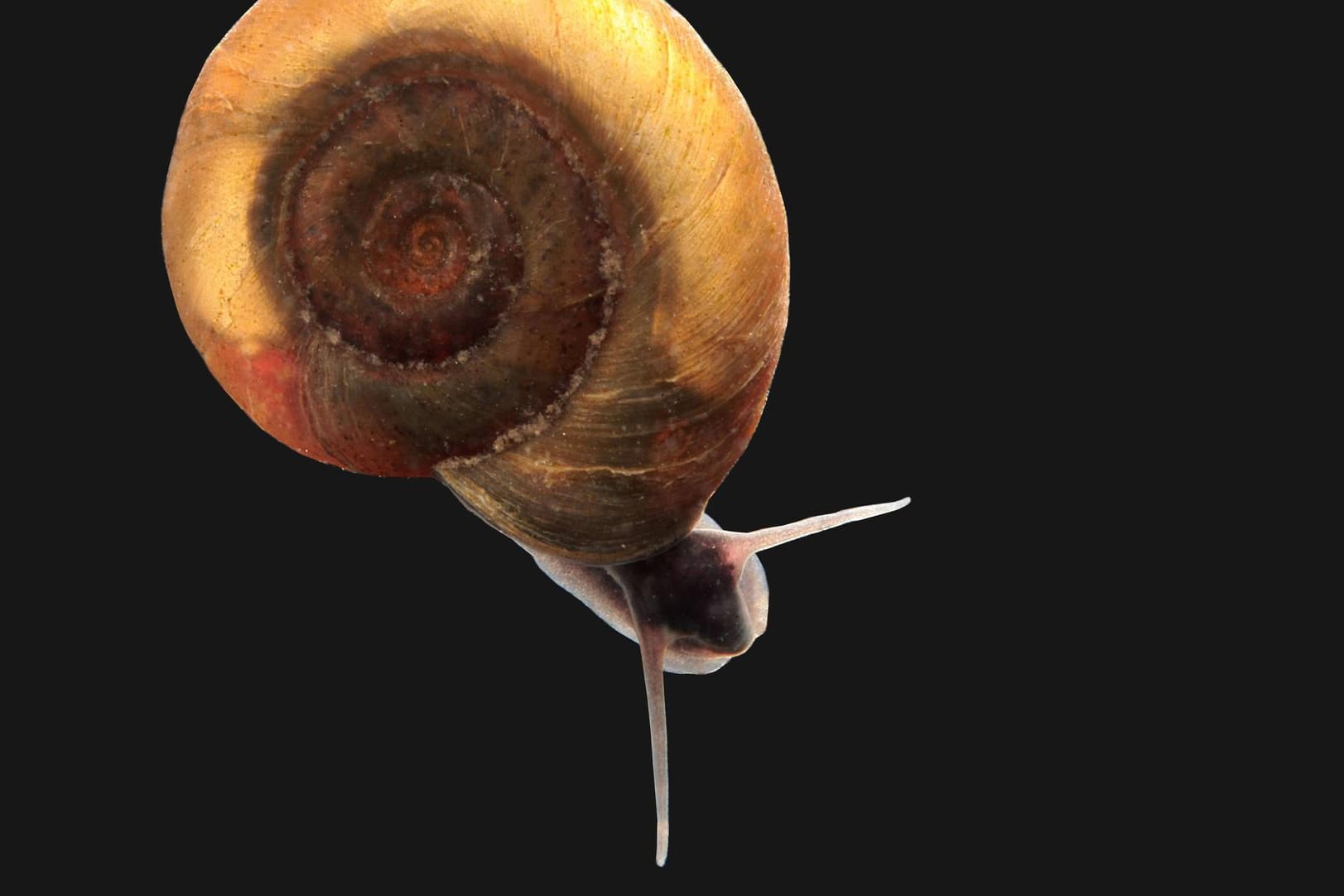 Süßwasserschnecke: Die Schnecke ist weniger als drei Millimeter groß (Symbolbild).