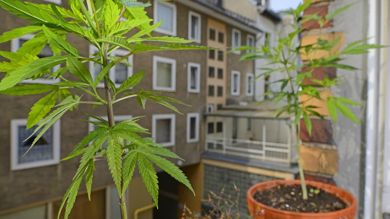 Illegaler Anbau von Hanf auf einer Fensterbank (Symbolbild): In Hagen hat die Polizei Drogen in der Wohnung einer verstorbenen 82-Jährigen gefunden.
