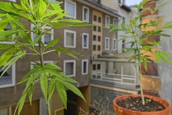 Illegaler Anbau von Hanf auf einer Fensterbank (Symbolbild): In Hagen hat die Polizei Drogen in der Wohnung einer verstorbenen 82-Jährigen gefunden.
