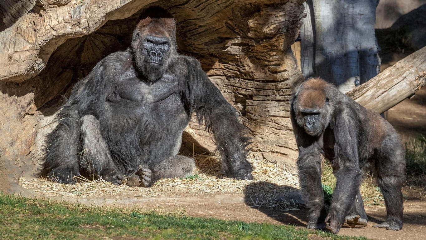 Eine Gruppe von Gorillas im Zoo von San Diego sind mit Corona infiziert. Einer der Ältesten erholt sich jetzt nach einer Antikörper-Behandlung.