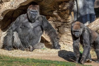 Eine Gruppe von Gorillas im Zoo von San Diego sind mit Corona infiziert. Einer der Ältesten erholt sich jetzt nach einer Antikörper-Behandlung.