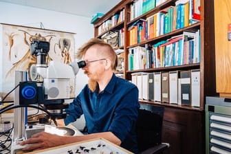 Der Wespenspezialist und Kurator der Insektensammlung am Übersee-Museum Bremen, Volker Lohrmann, am Mikroskop.