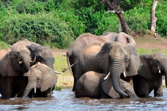 Das Okavango-Delta ist wegen der spektakulären Landschaften und reichen Tierwelt berühmt und beherbergt die weltweit höchste Anzahl von Elefanten.