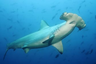 Ein Bogenstirn-Hammerhai: Die Tierart ist vom Aussterben bedroht.