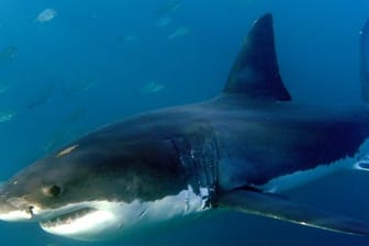 Ein großer Weißer Hai, aufgenommen im Indischen Ozean vor Gansbaai.
