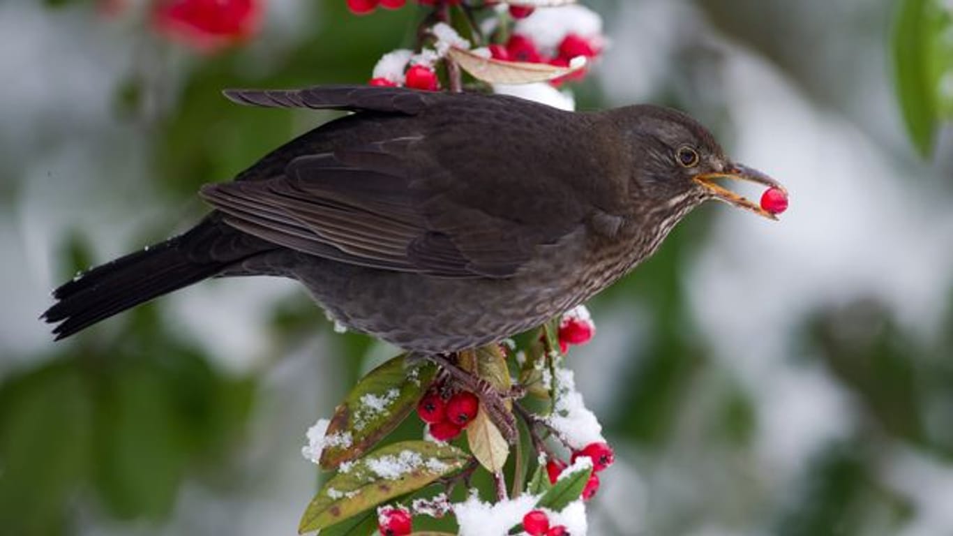 Beerensträucher im Garten sind eine gute Ergänzung für den Nahrungsplan der Vögel im Winter.