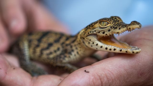 Zootier des Jahres: Mit der Auszeichnung verbunden ist eine Spendensammlung, die an Projekte zum Erhalt der Kuba-, Siam- und Philippinenkrokodile gehen soll.